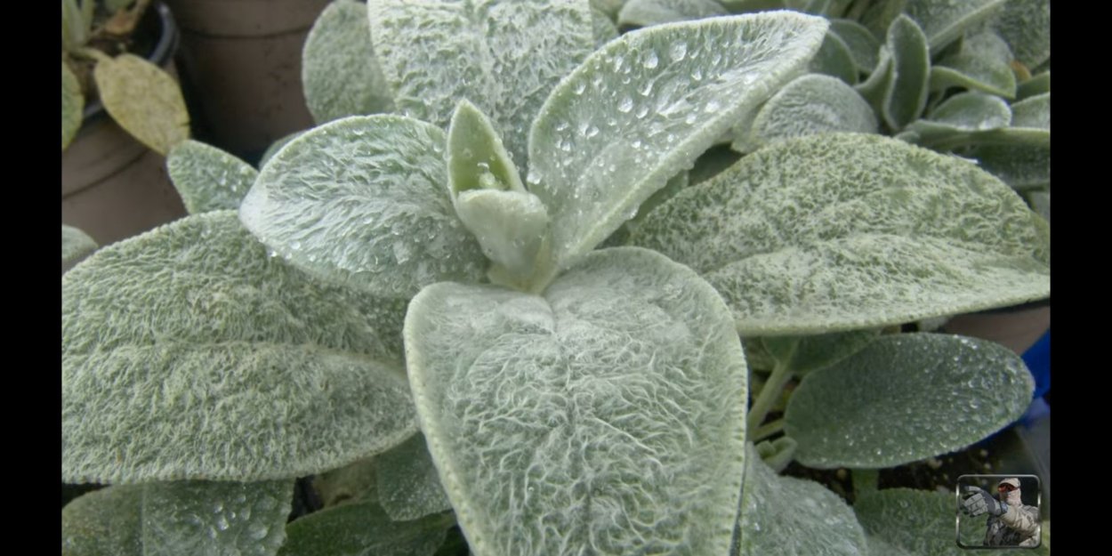 Стахис шерстистый на клумбе