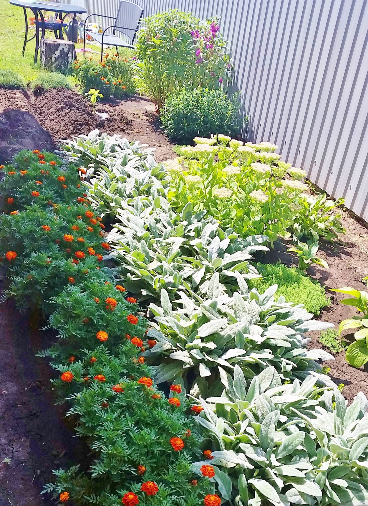 Чистец Sheila MACQUEEN