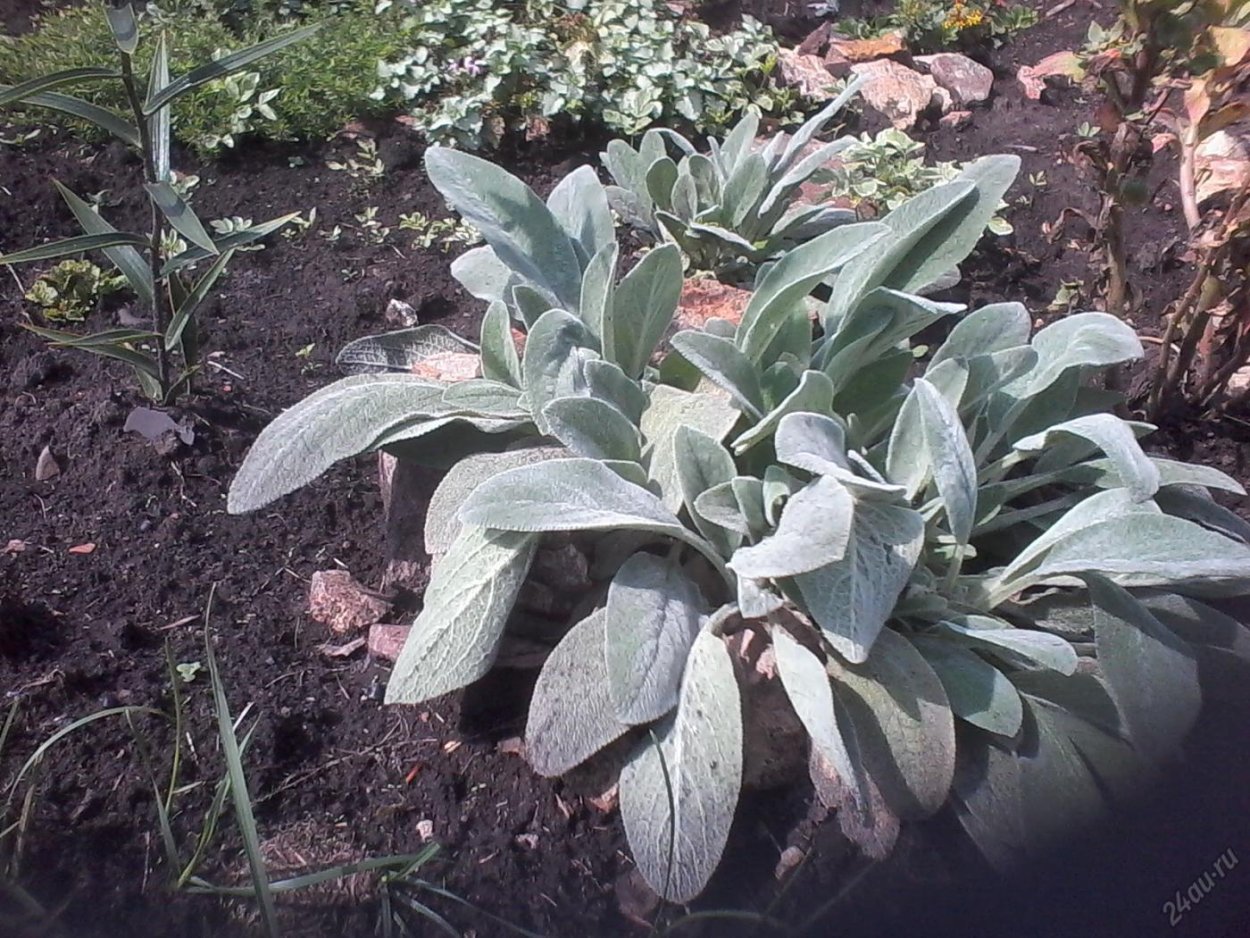 Стахис Марвел шерстистый