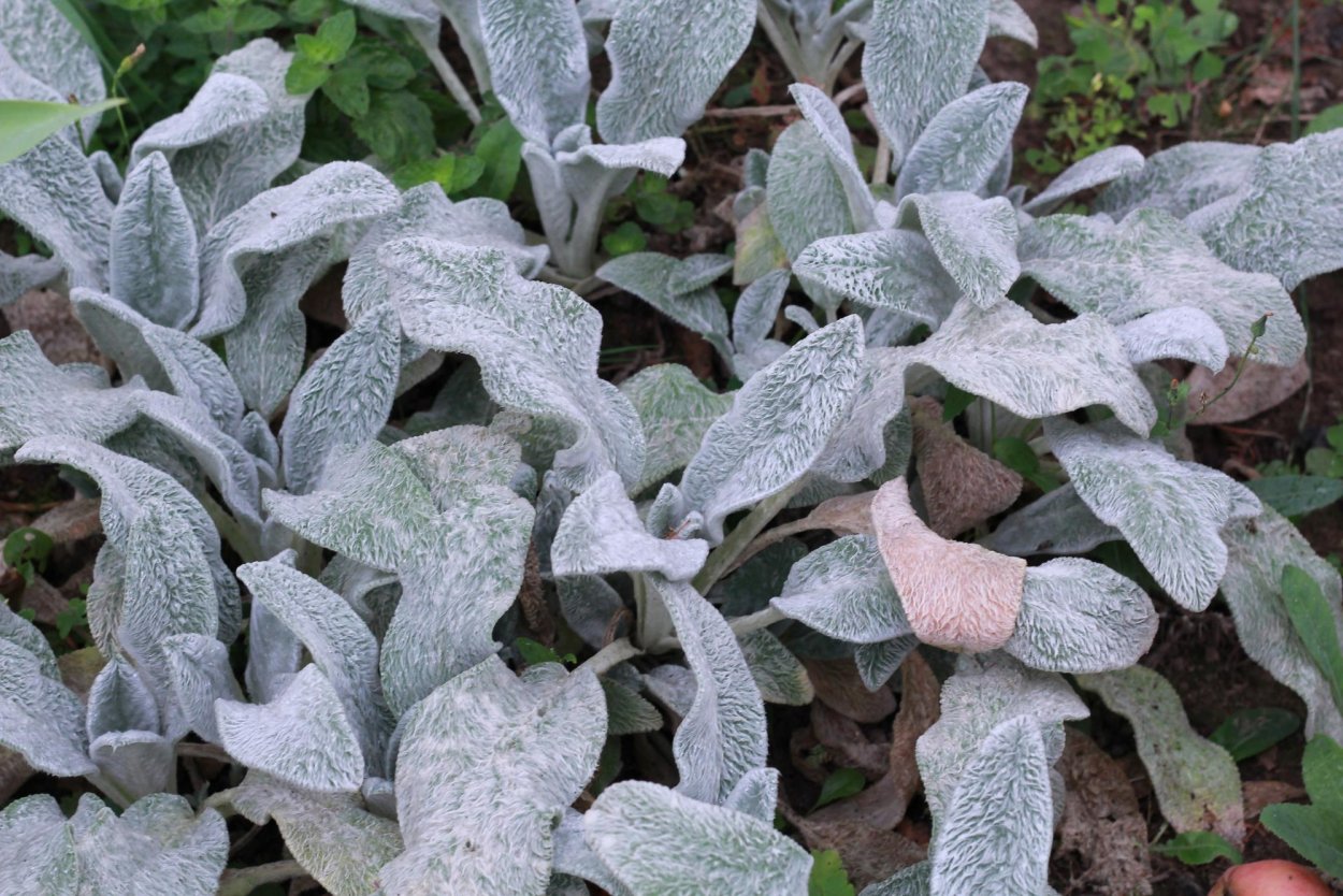 Чистец шерстистый Византийский