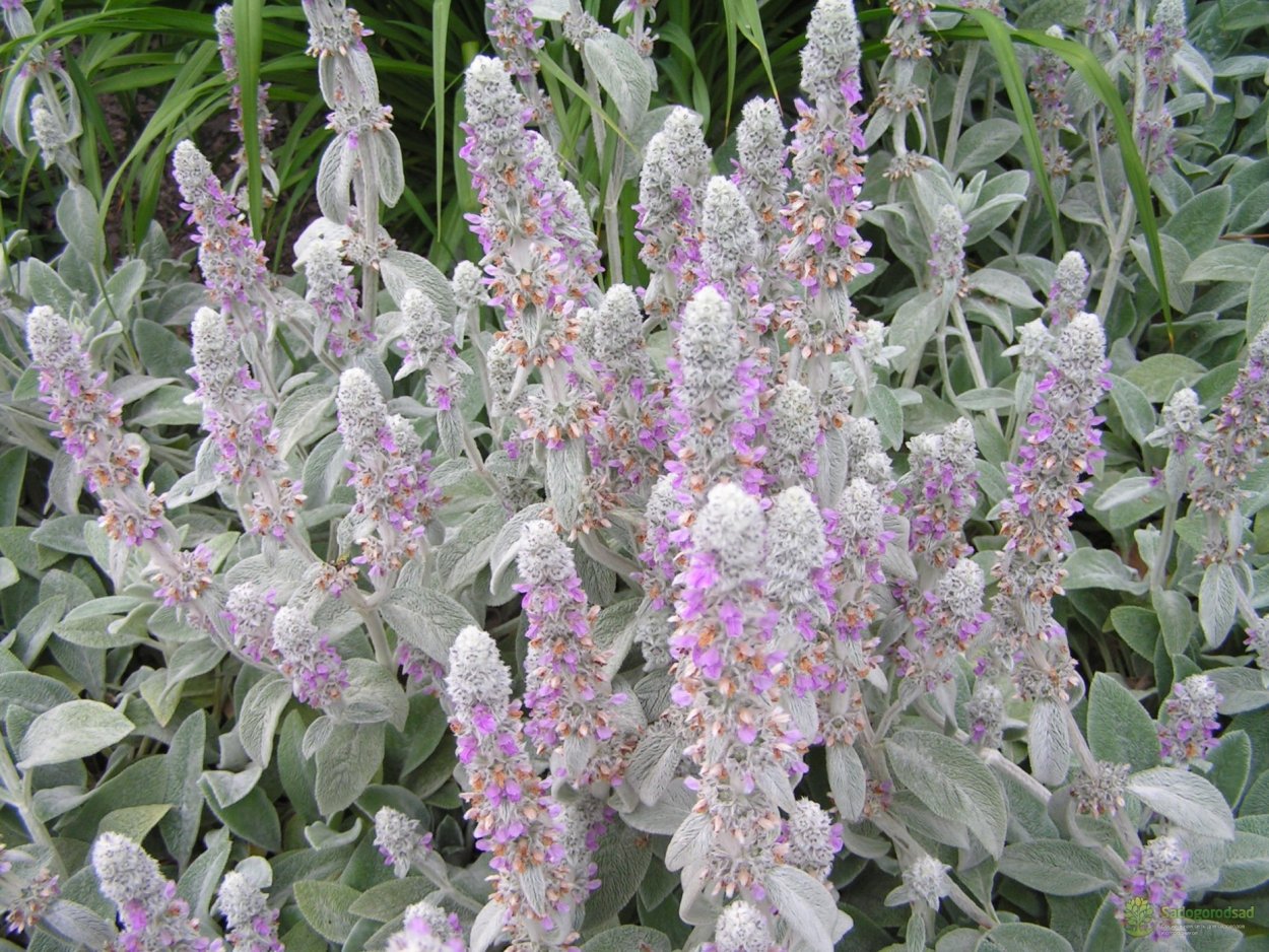 Стахис Медвежьи ушки