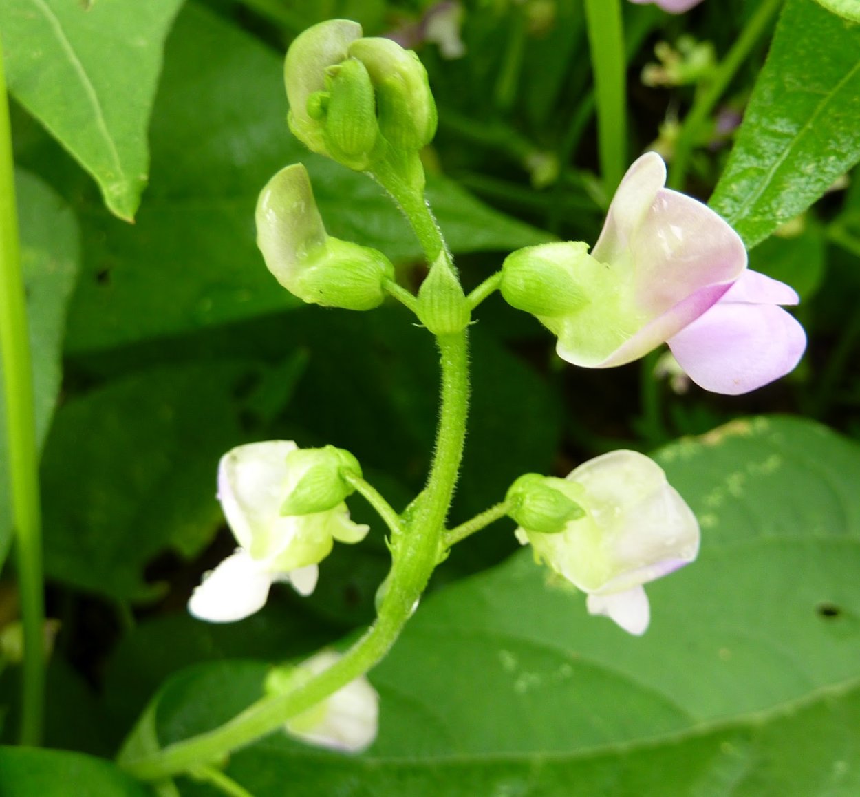 Фасоль обыкновенная соцветие