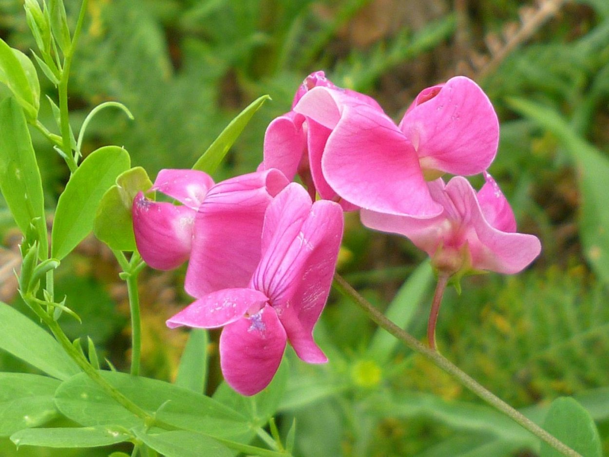 Горох Лесной (чина Лесная) - Lathyrus Sylvestris