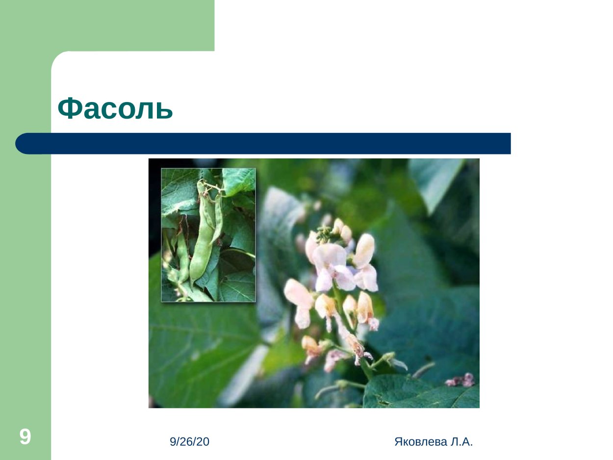 Класс двудольные  фасоль семейство