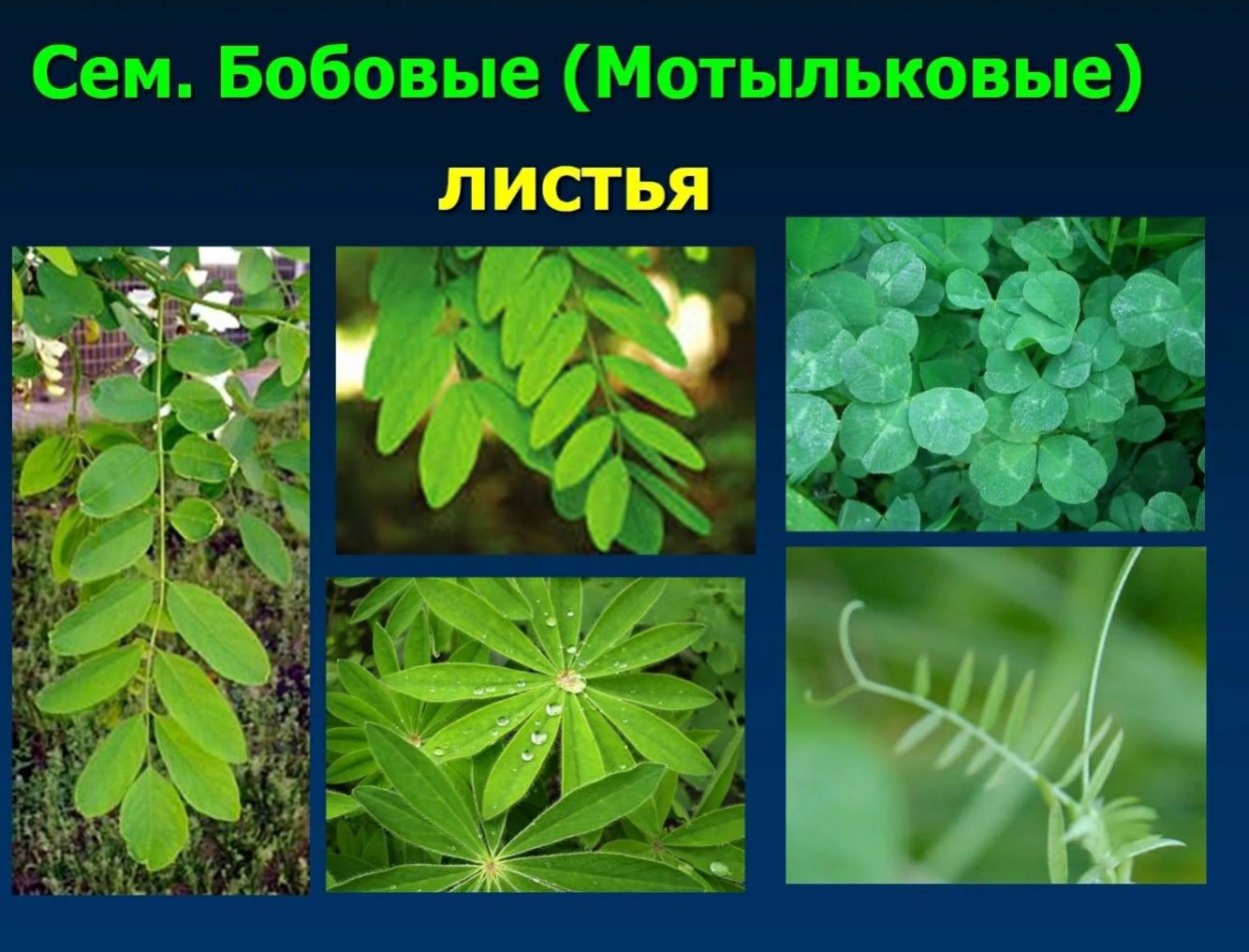 Бобовые Мотыльковые листья