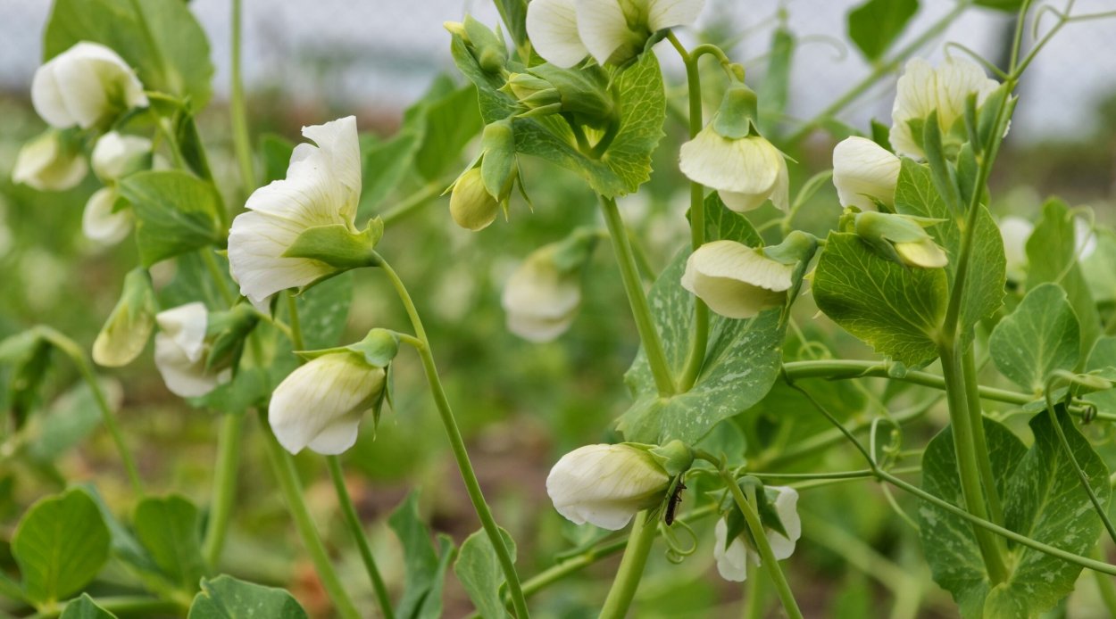 Биология Pisum sativum (горох посевной)