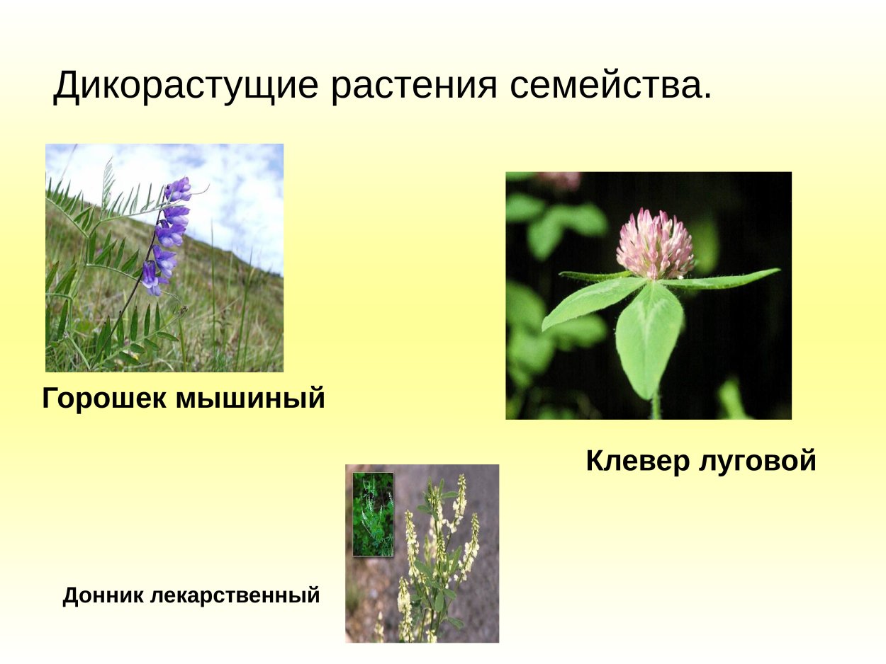 Семейство бобовые дикорастущие