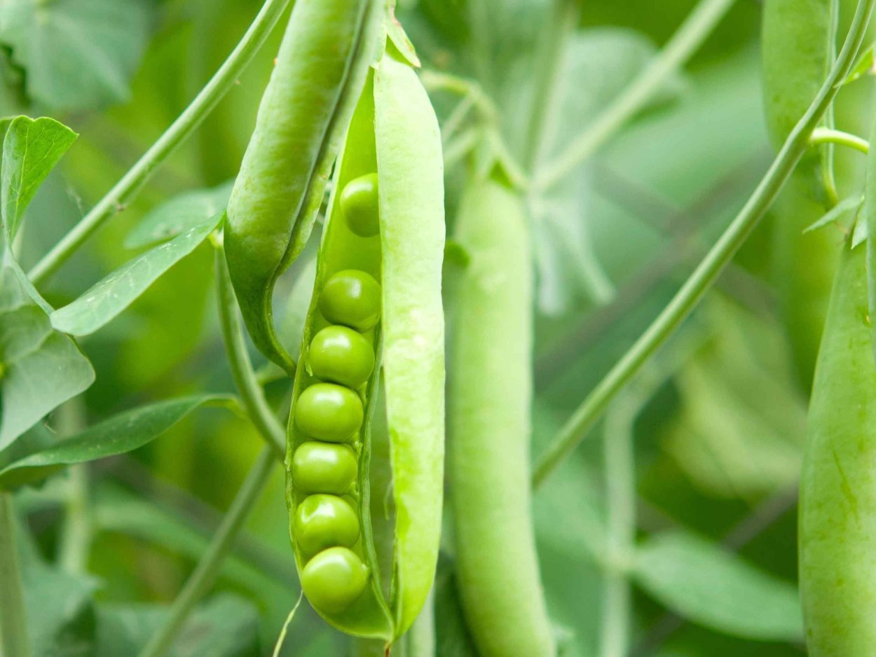 Pisum sativum - горох посевной