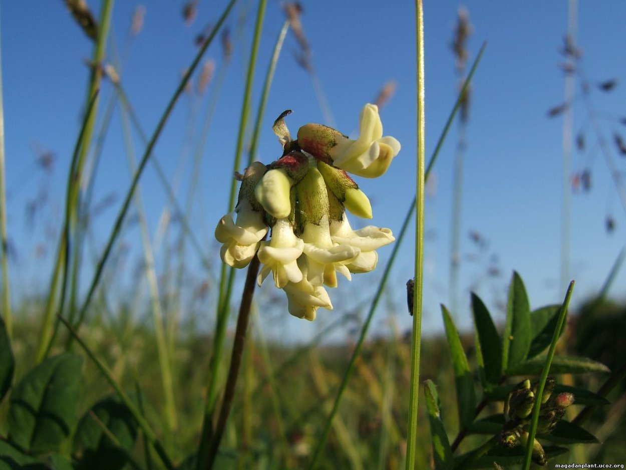 Бобовые в природе