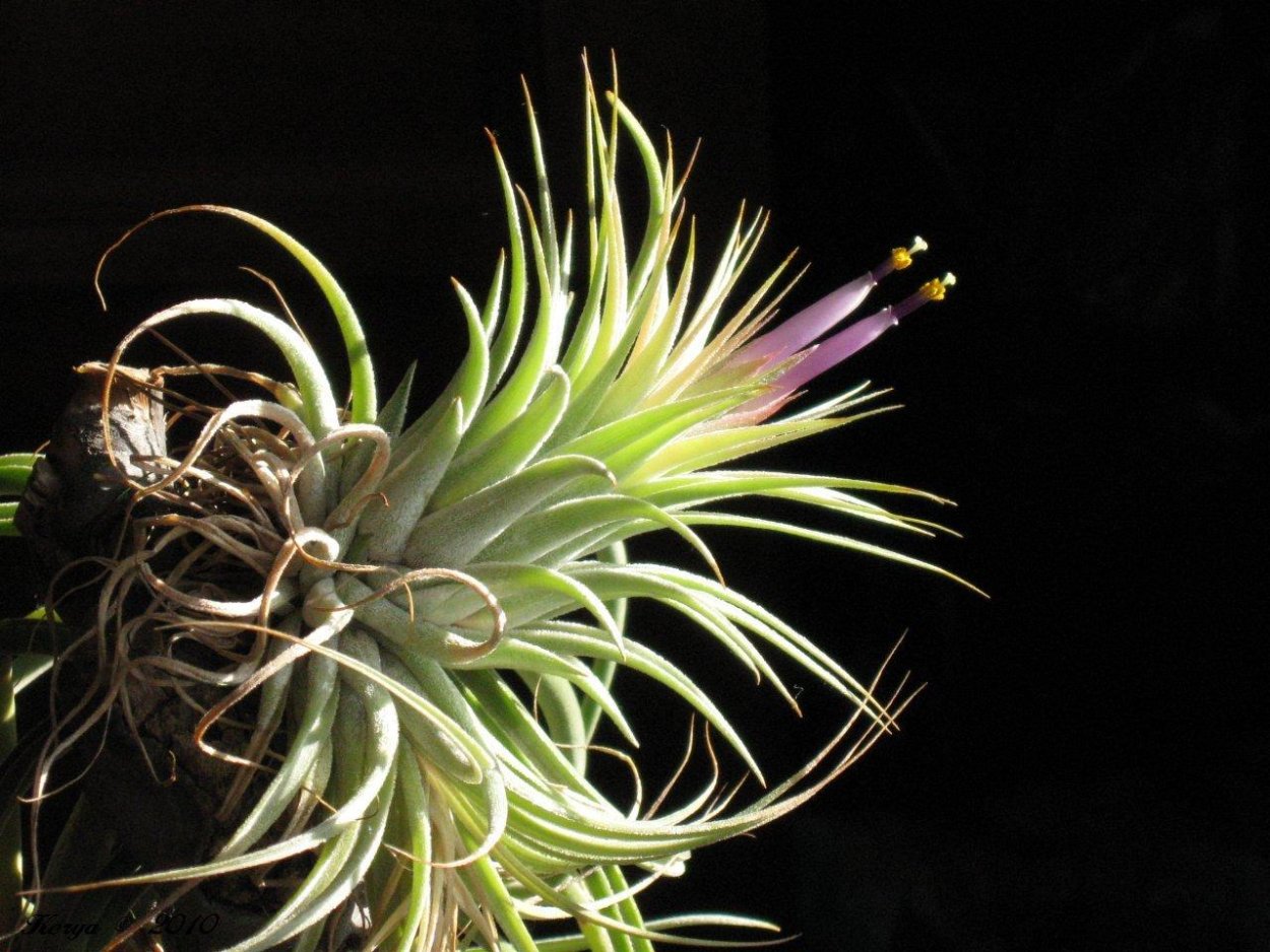 Тилландсия Вердермана