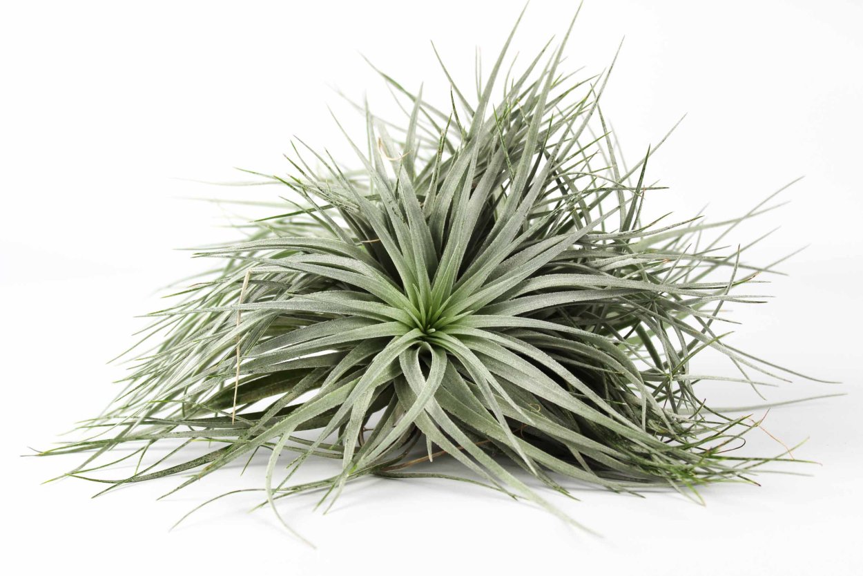 Тилландсия Сильвер