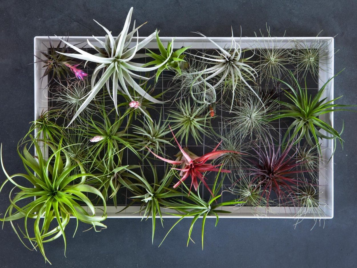 Тилландсия атмосферная фитокартины