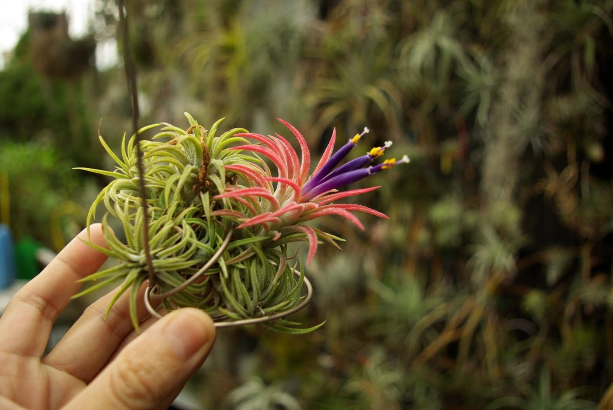 Орхидея Тилландсия