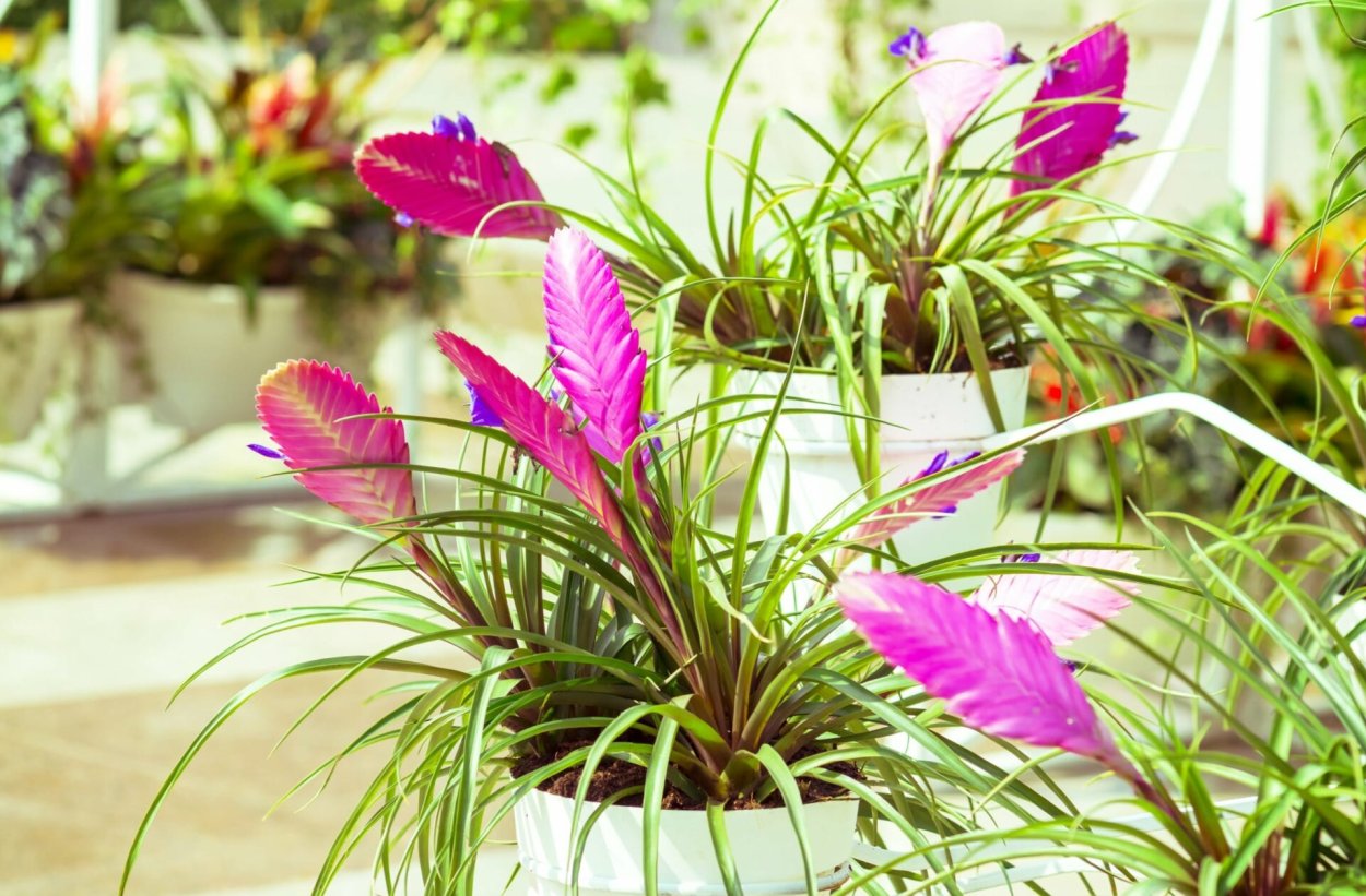 Тилландсия Анита