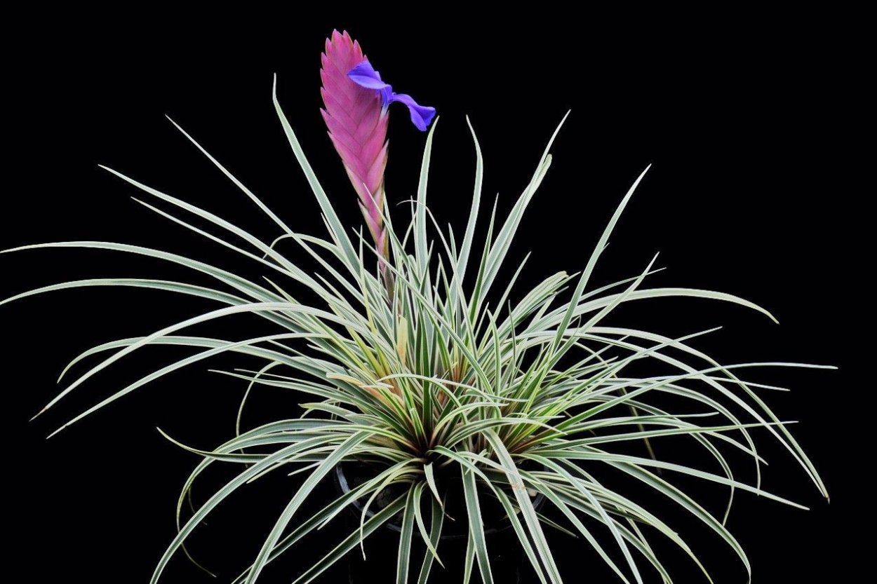 Тилландсия цианея Анита