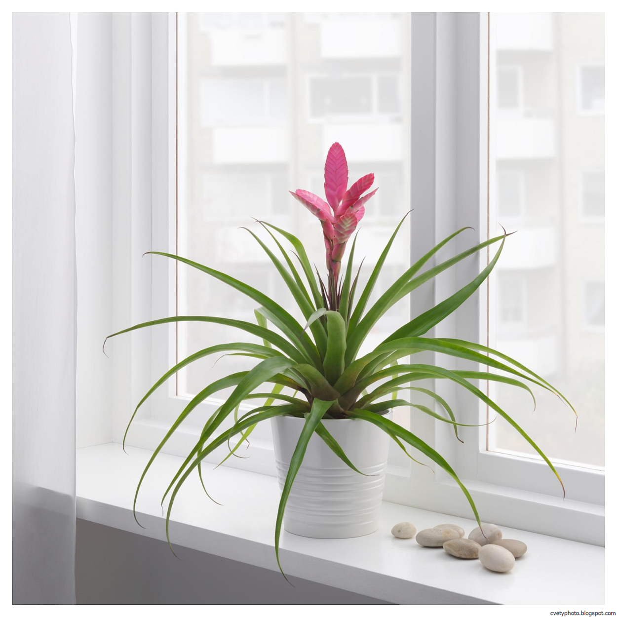 Тилландсия цветок