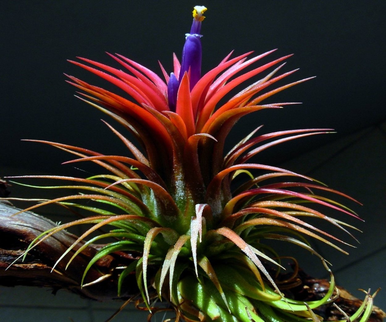 Тилландсия цианея Анита