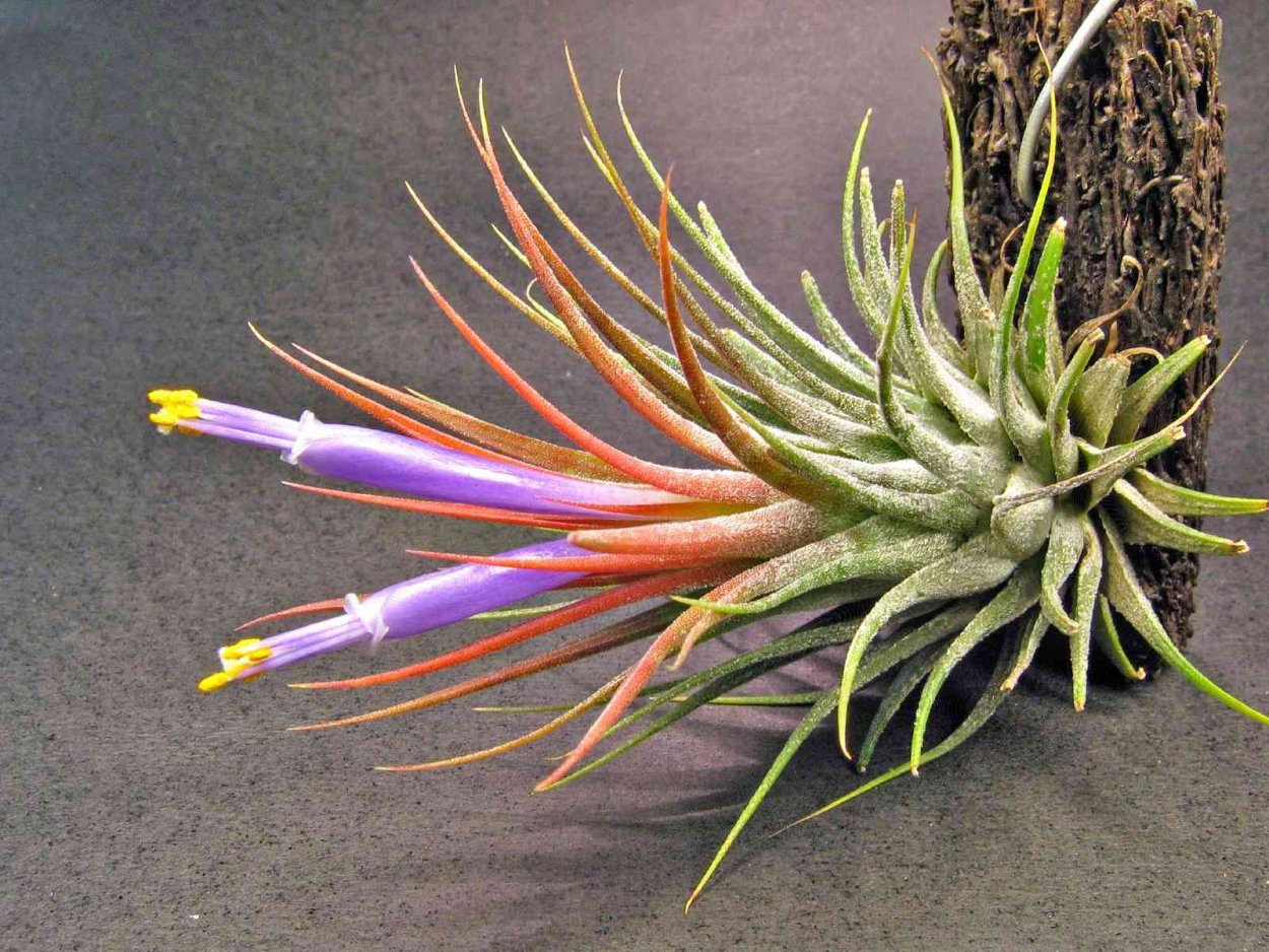 Tillandsia ionantha
