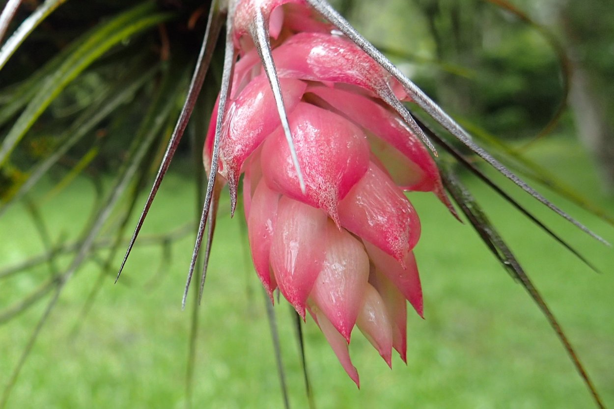 Бромелия Тилландсия