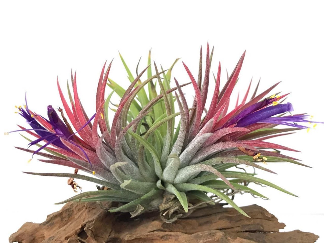 Тилландсия ionantha