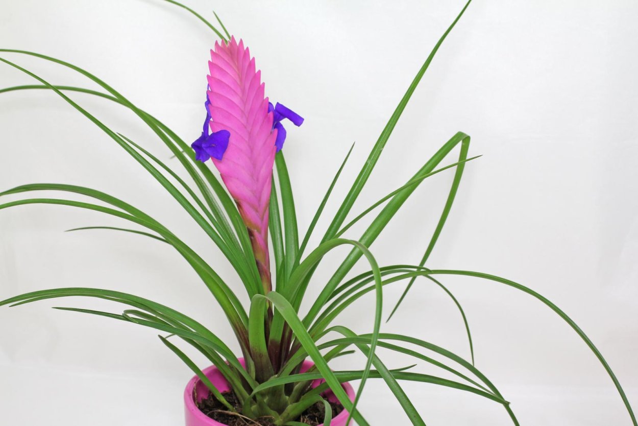 Tillandsia cyanea