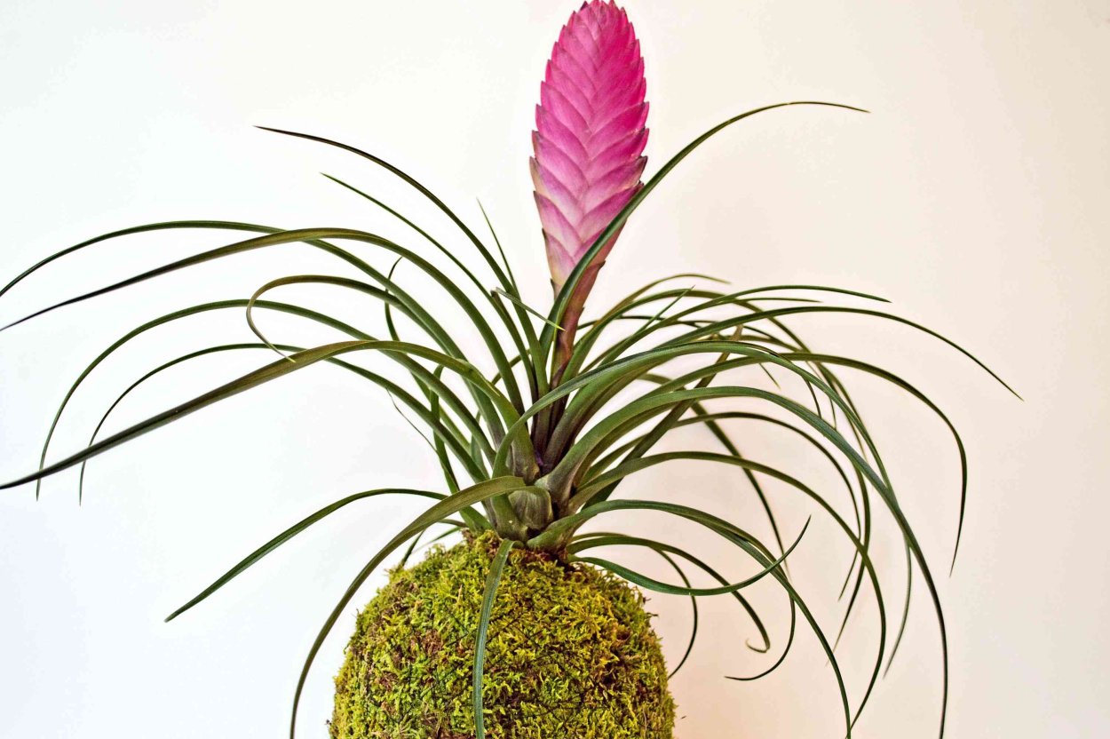 Тилландсия цианея