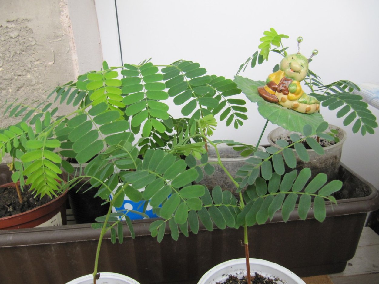 Листочек растения