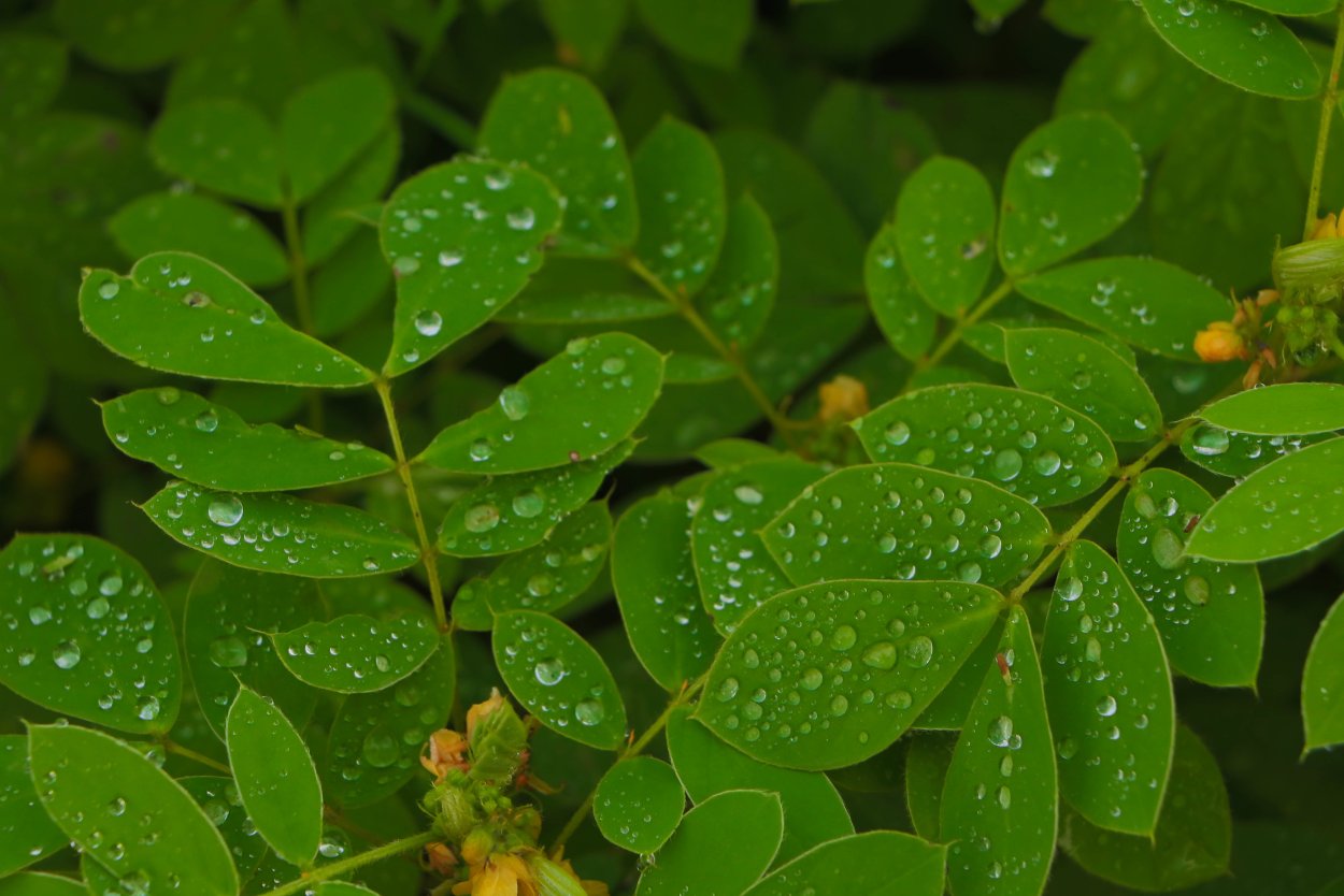 Темные листья