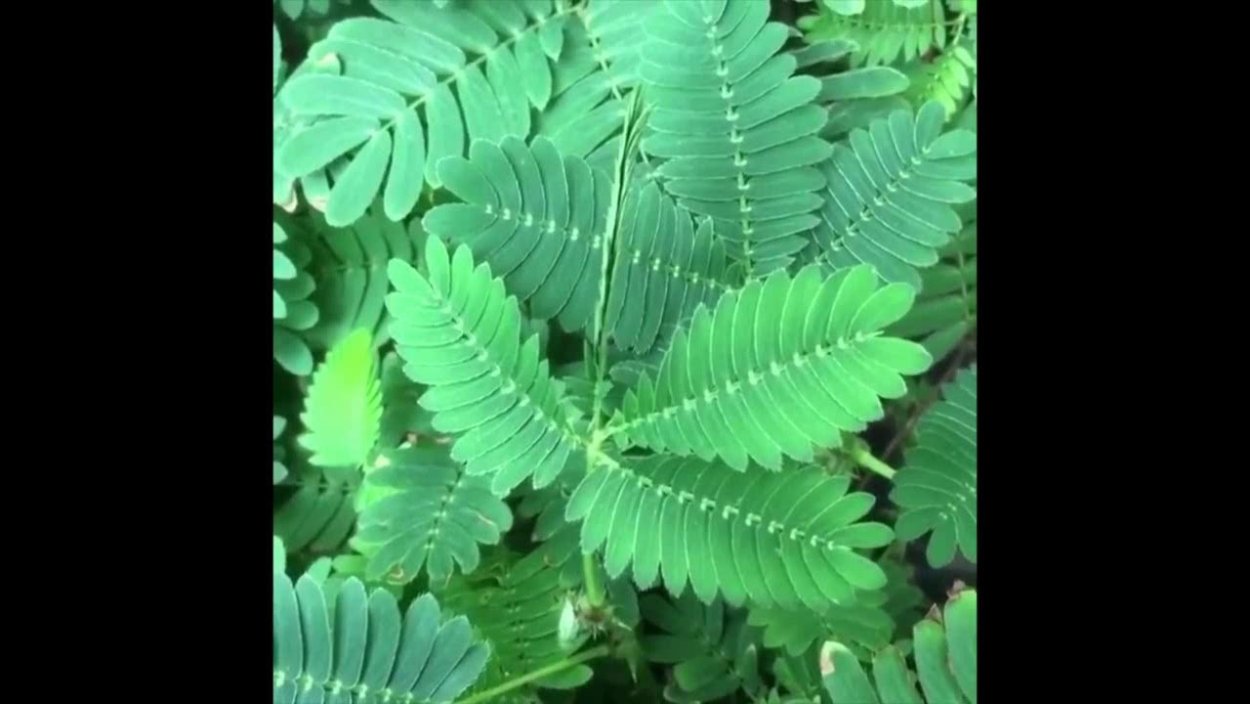 Листики "стыдливой мимозы"