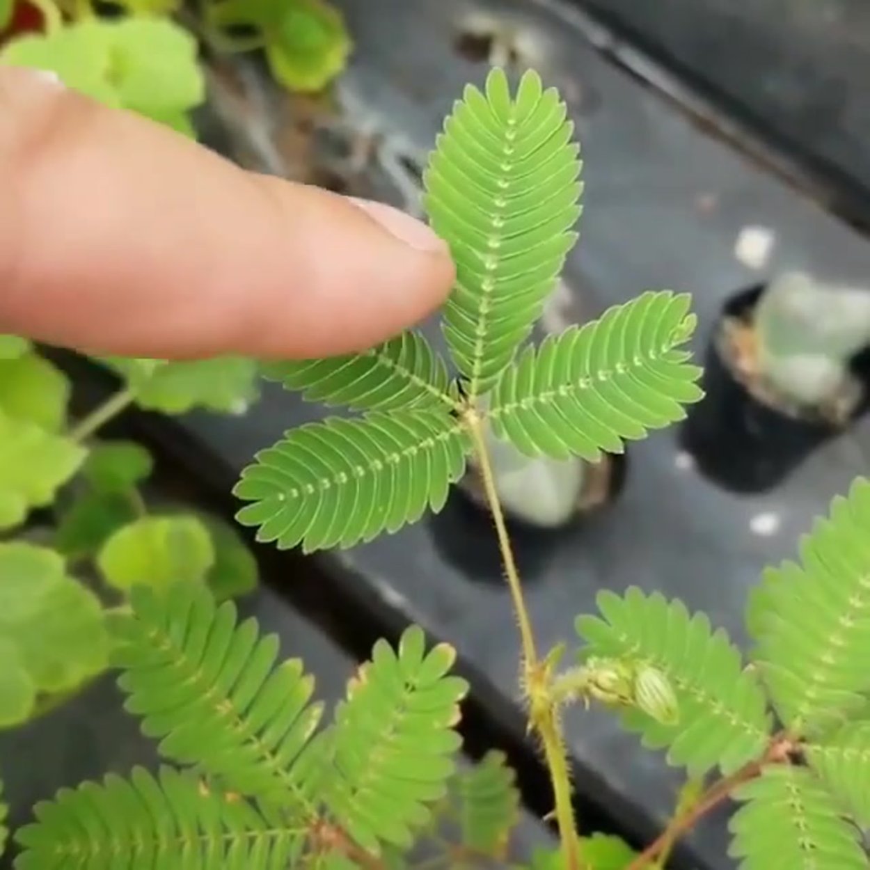 Мимоза стыдливая дерево