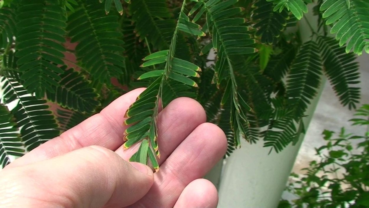 Мимоза стыдливая свернула листья