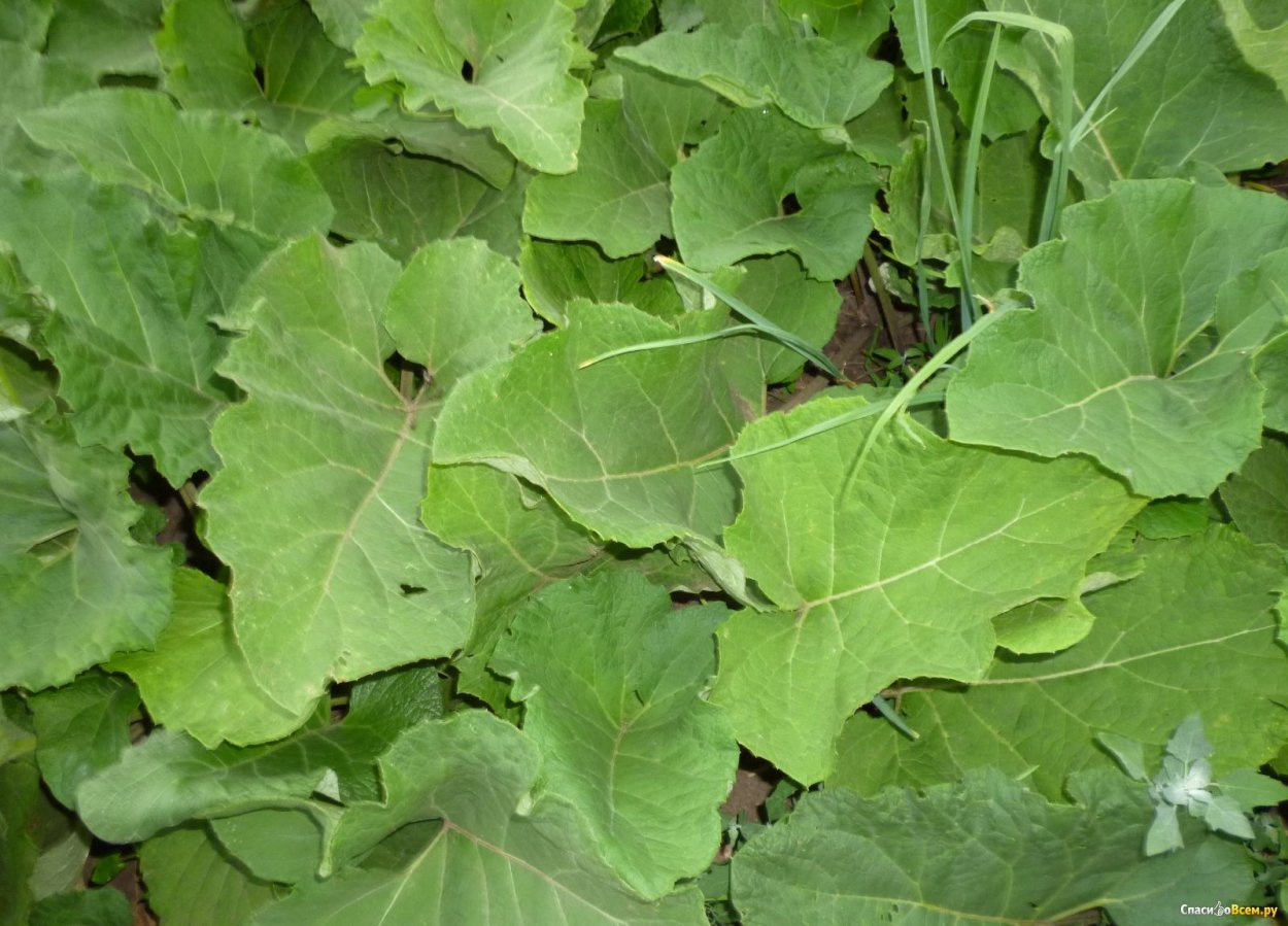 Лопух на прозрачном фоне