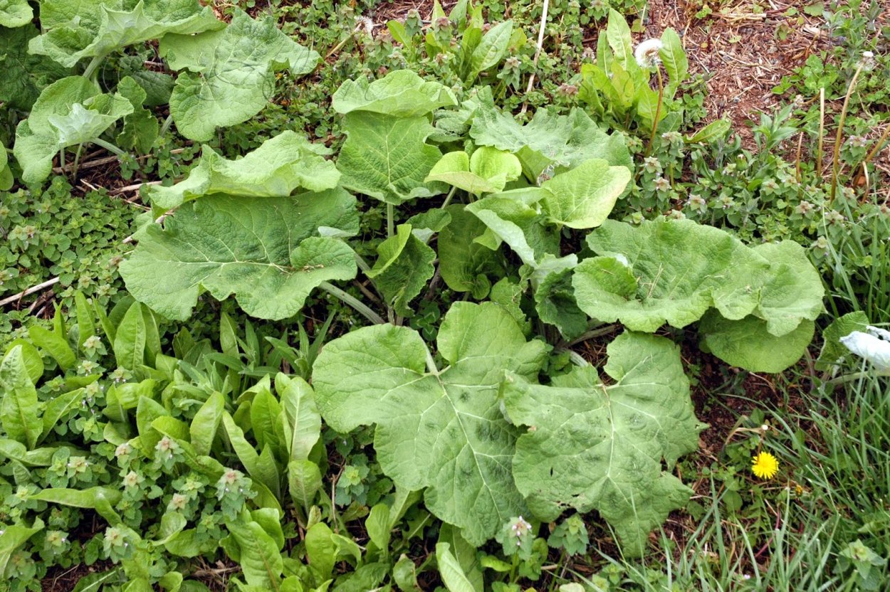Щавельный лопух