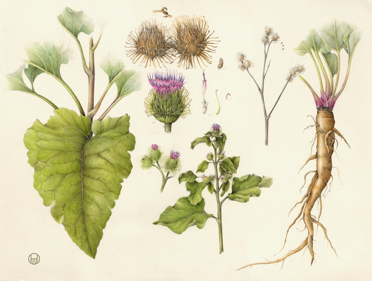 Arctium Lappa great Burdock листья