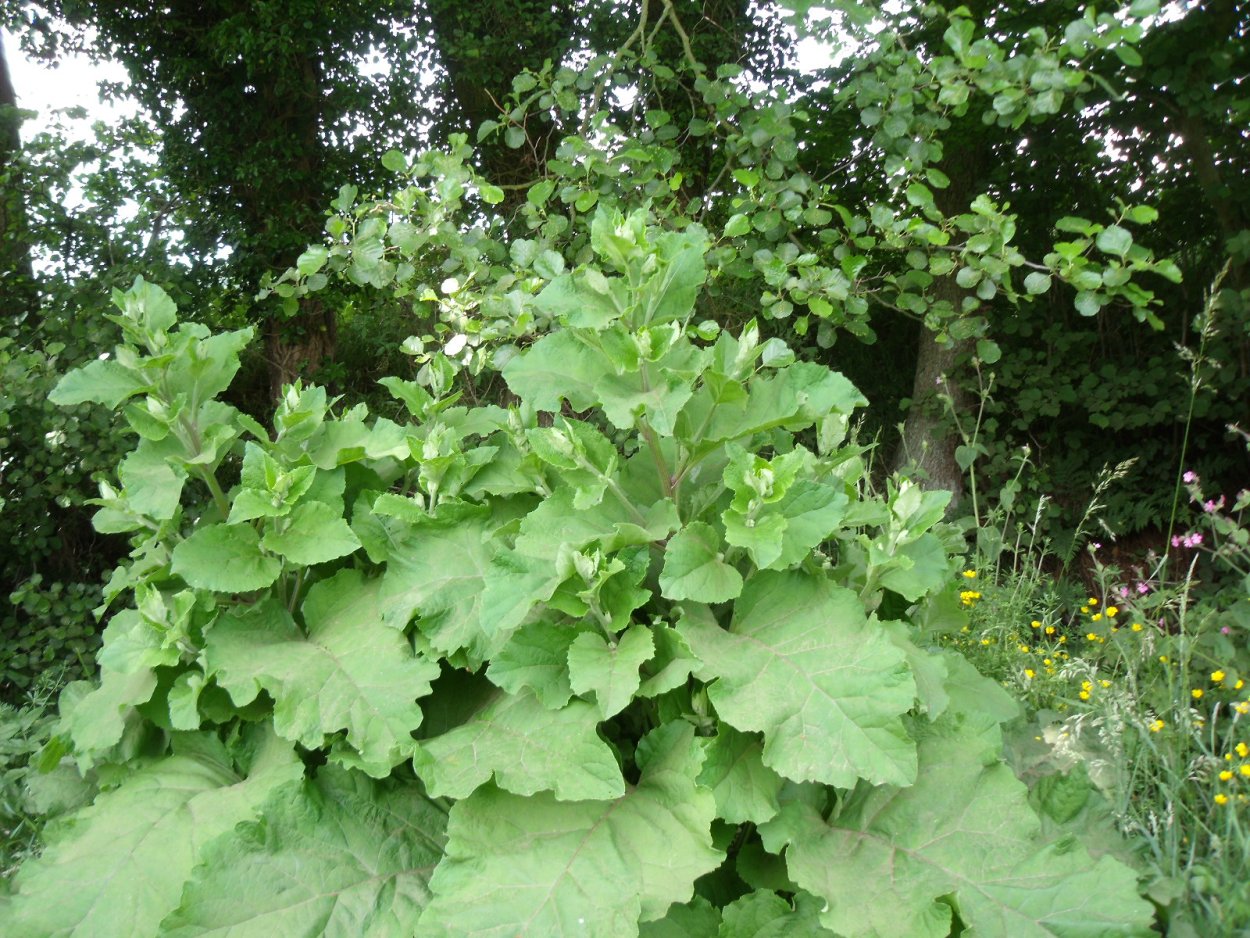 Огуречный лопух