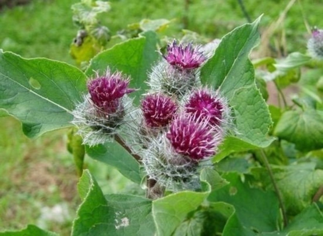 Репейник сорняк