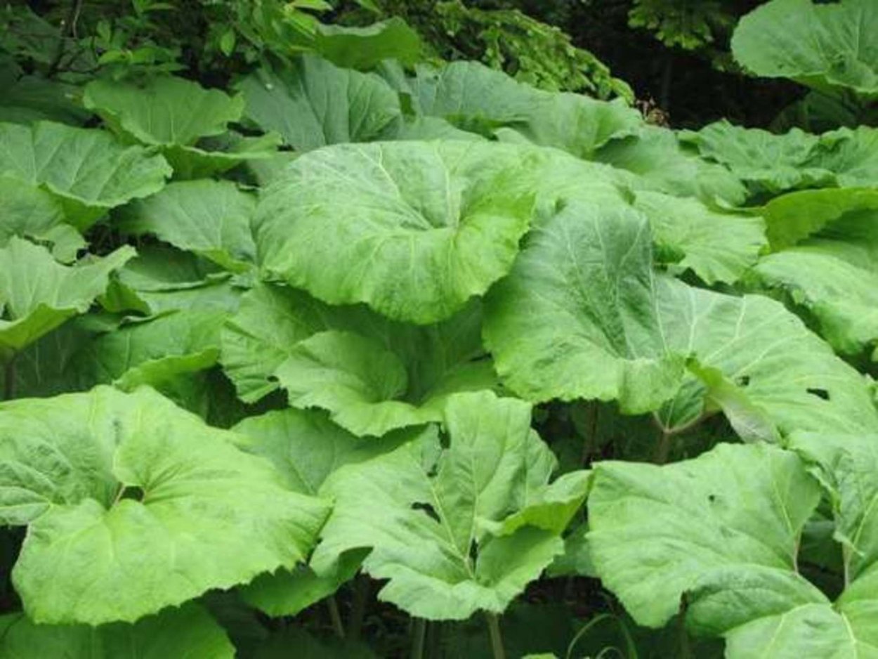 Сахалин лопух белокопытник