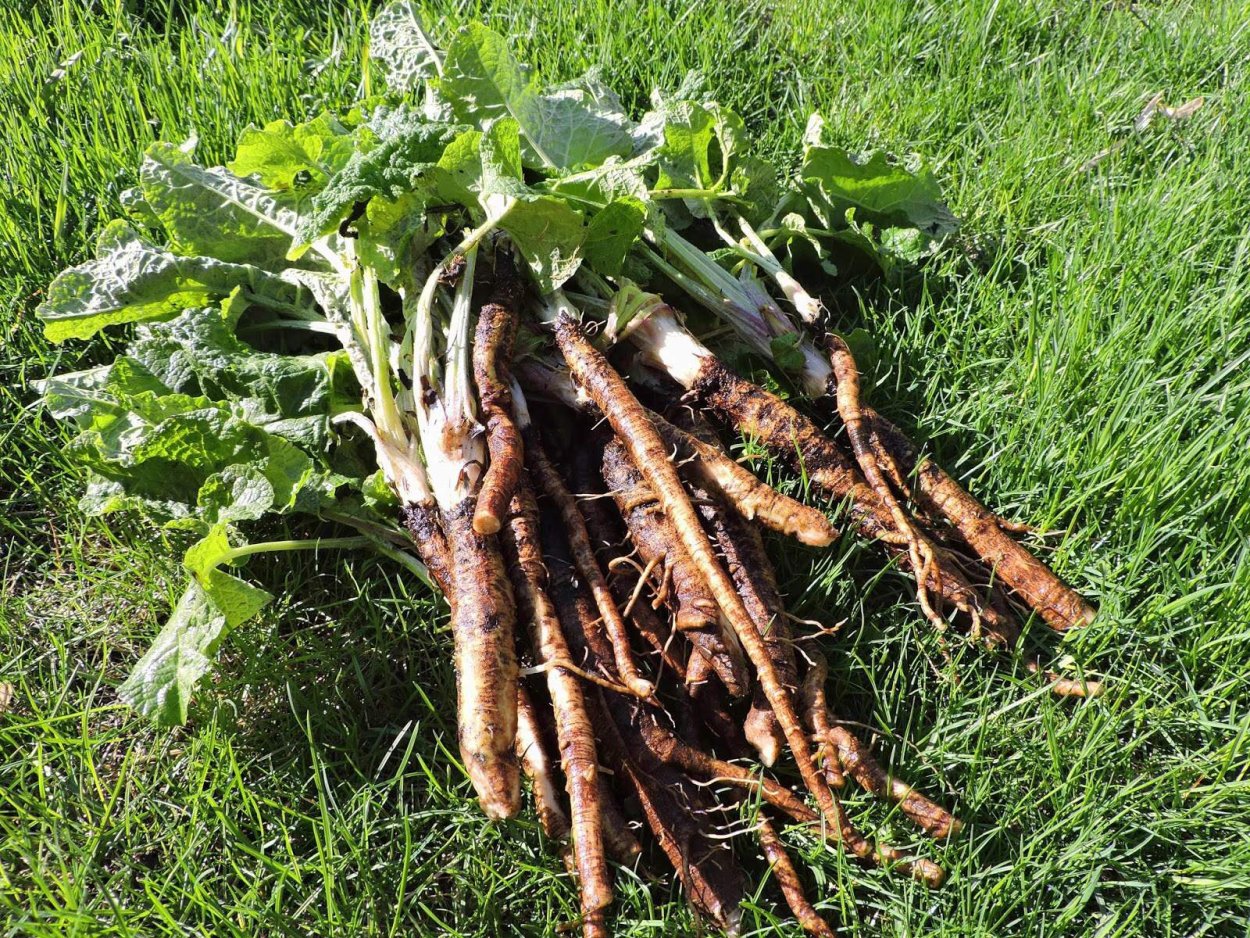 Лопух лекарственное растение