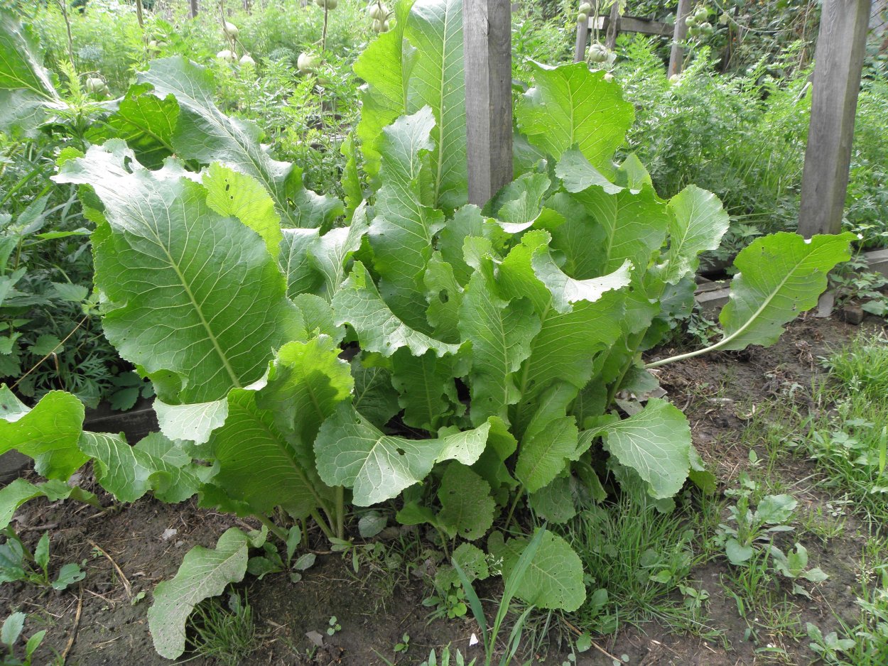 Бердок репейник