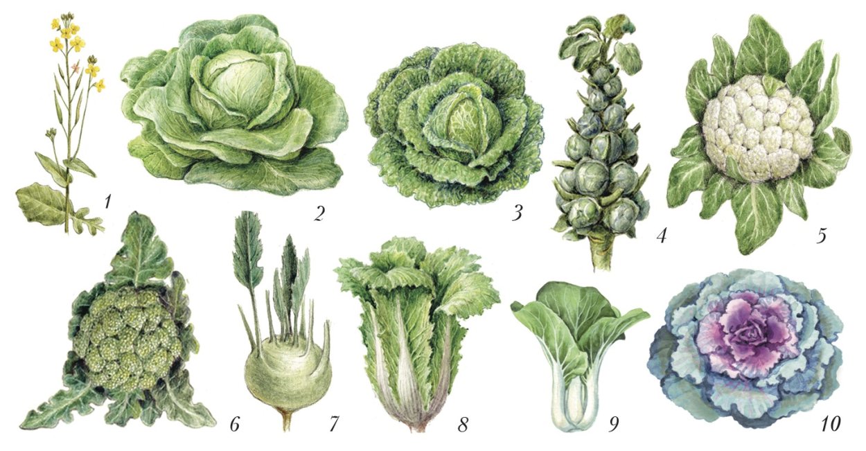 Что растет на грядке дидактическая игра