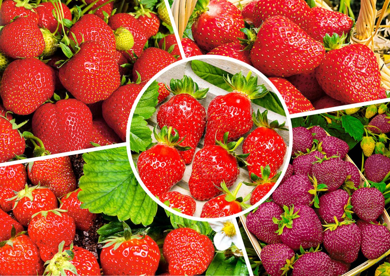 Книги о культурных растениях