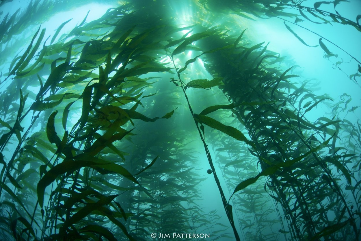 Анфецилин водоросли