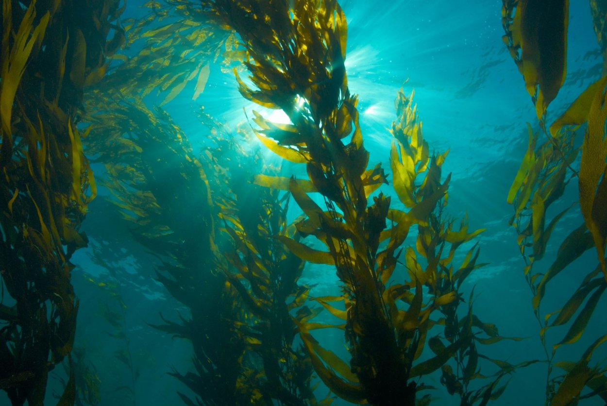 Водоросли келп ламинариевые