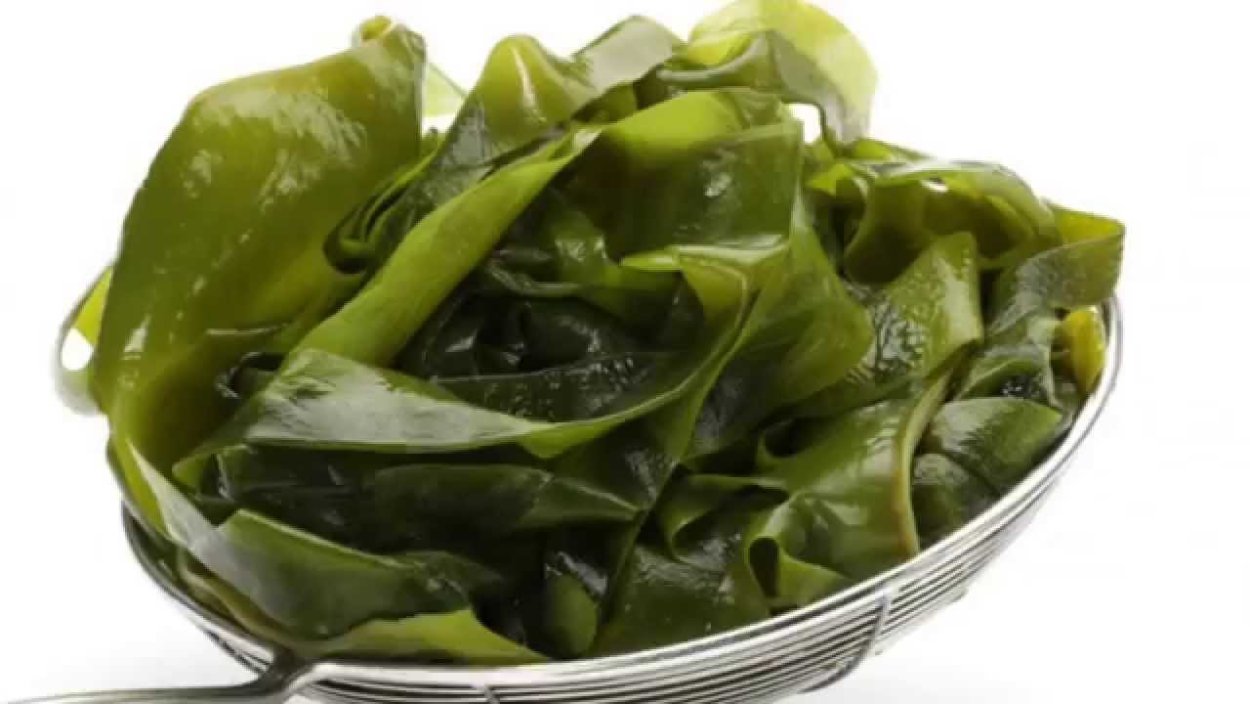 Бурые водоросли ламинария