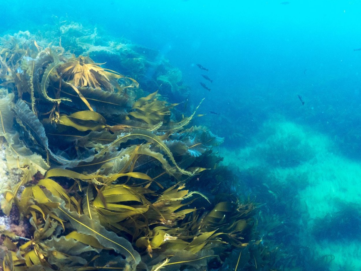 Китайская морская капуста