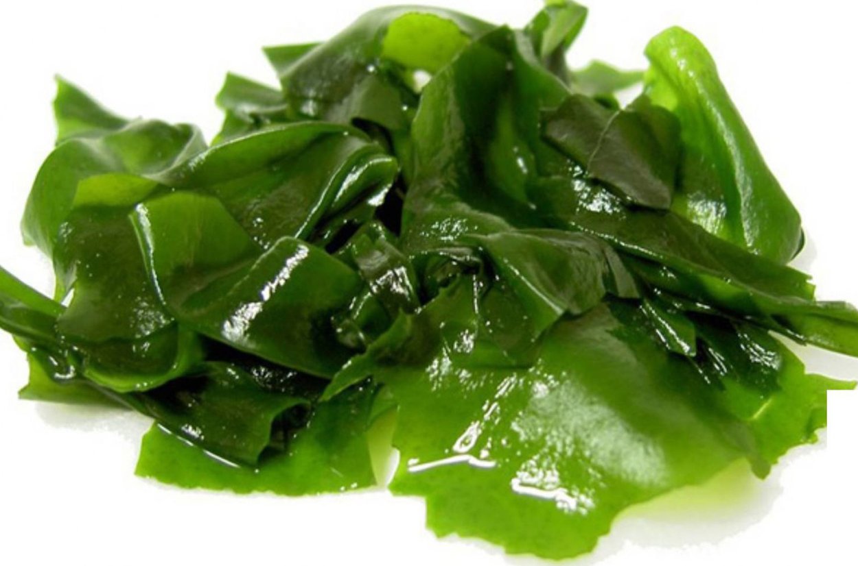 Фукусы морские водоросли