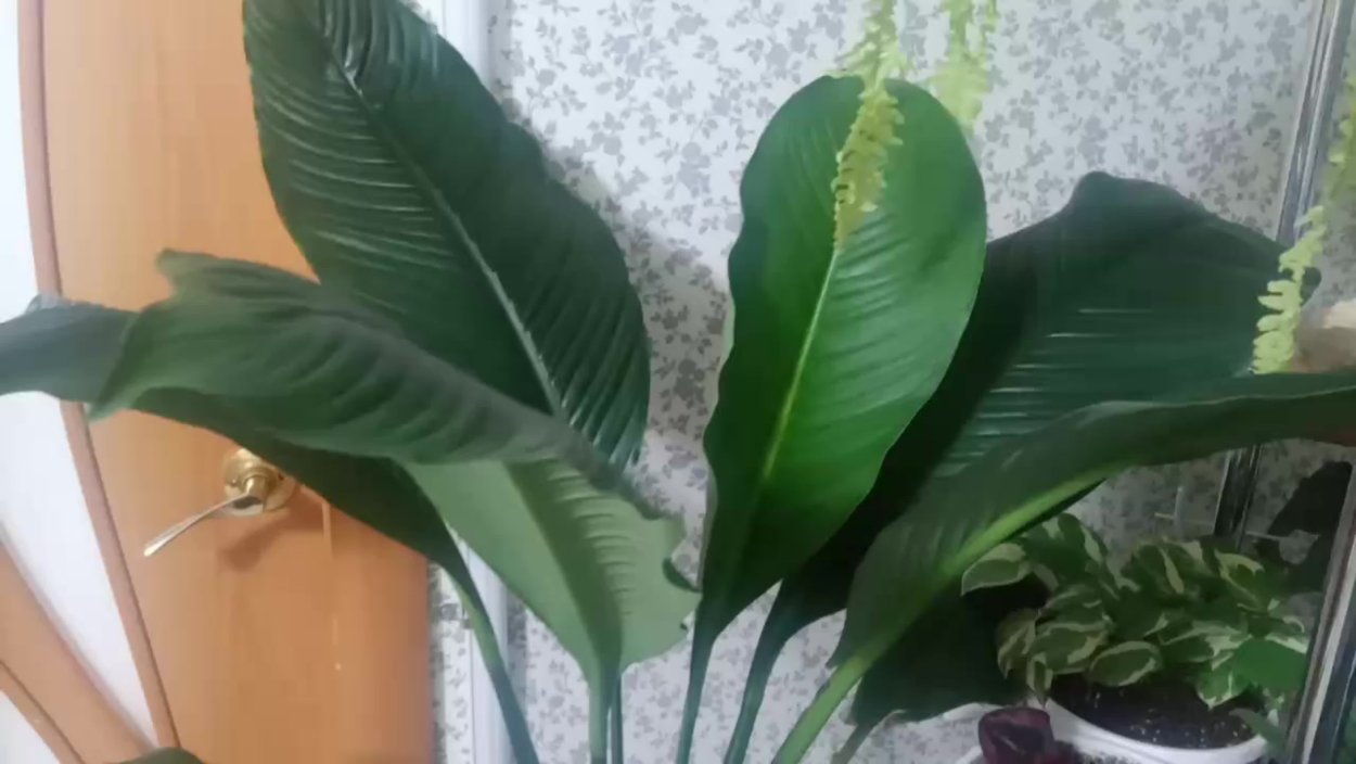 Спатифиллум сенсация лист