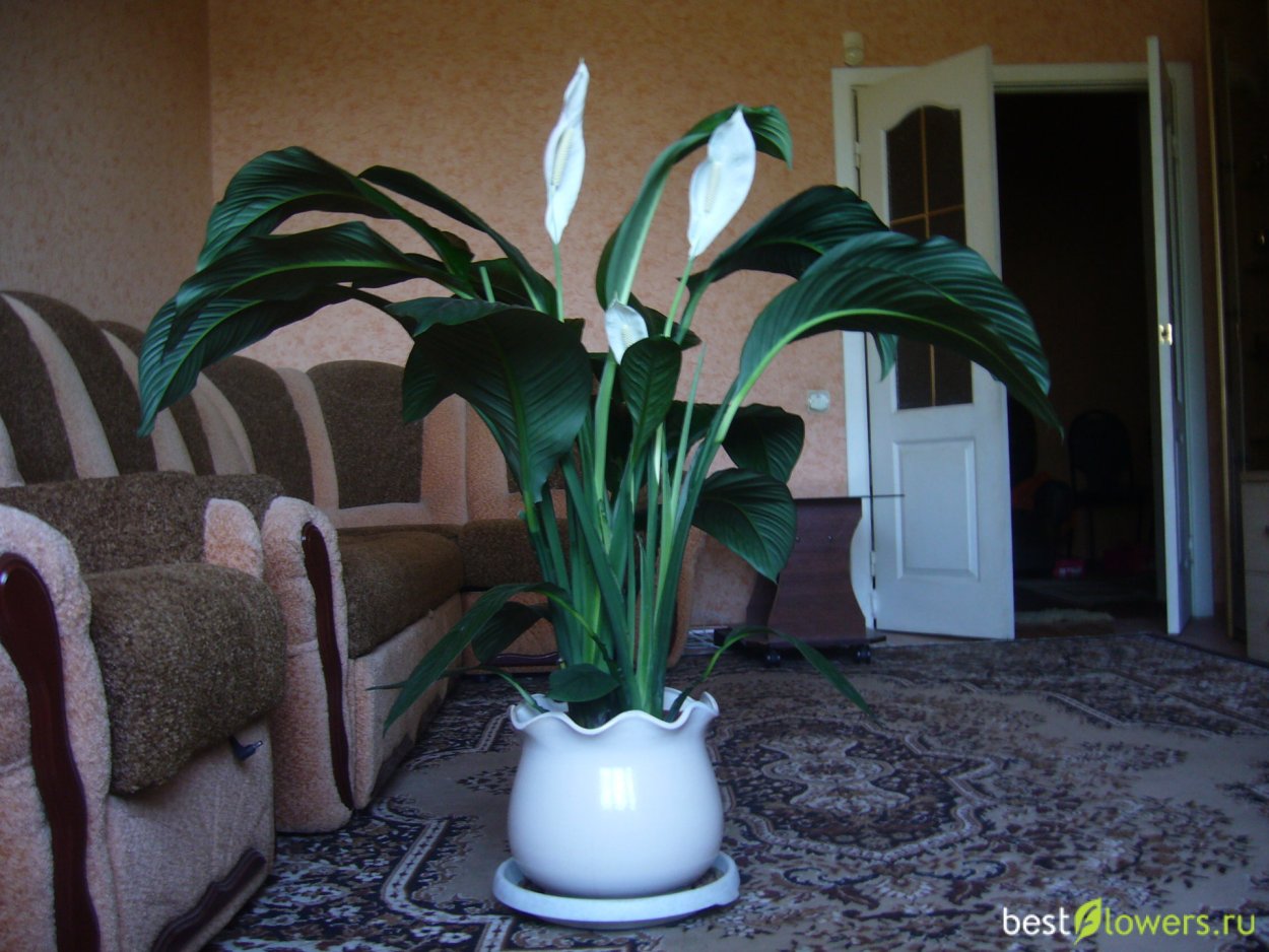 Спатифиллум сенсейшен