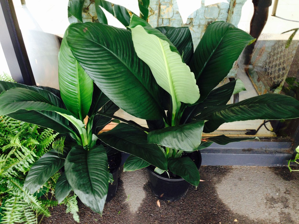 Спатифиллум Свит Себастьян