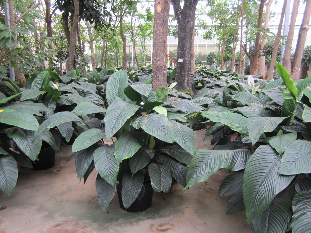 Спатифиллум Ультимо